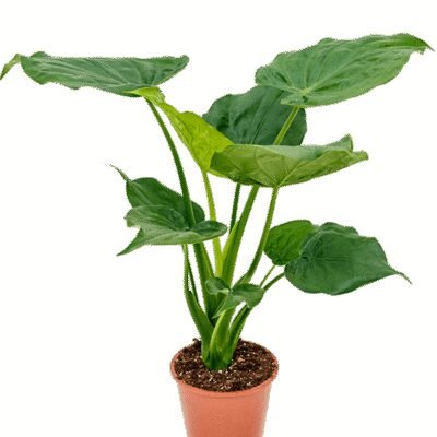 Alocasia cucullata - 65