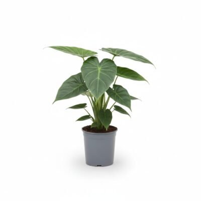 Alocasia cucullata - 70