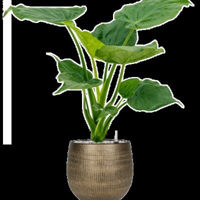 Alocasia cucullata - afbeelding 2