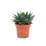 Aloe Aristata Special