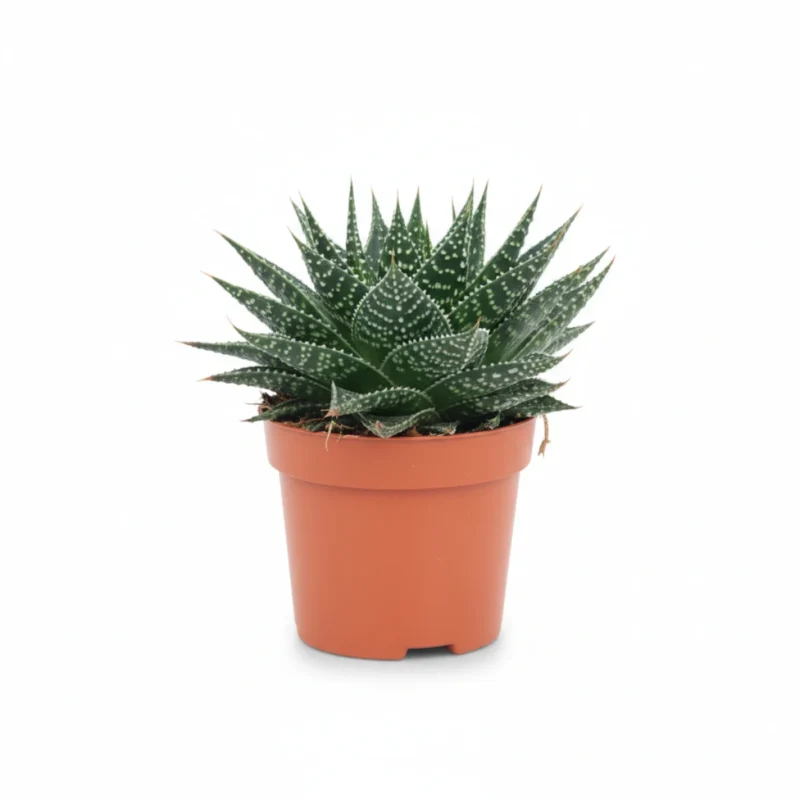 Aloe Aristata Special