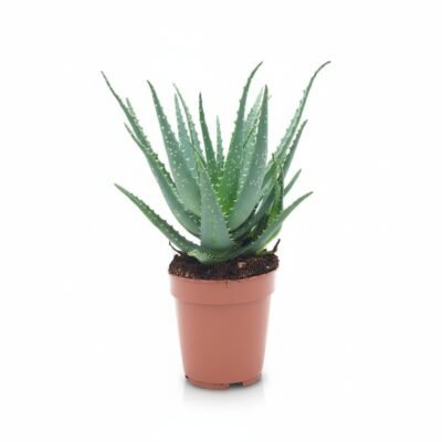 Aloë arborescens - 30