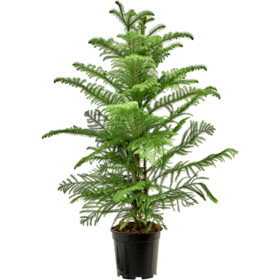 Araucaria heterophylla - 100