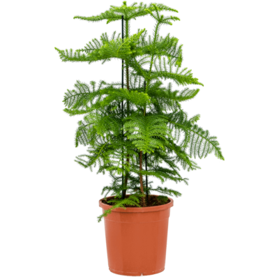 Araucaria heterophylla - 90