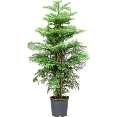 Araucaria heterophylla - 160