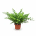 Asparagus Sprengeri – Aspergevaren