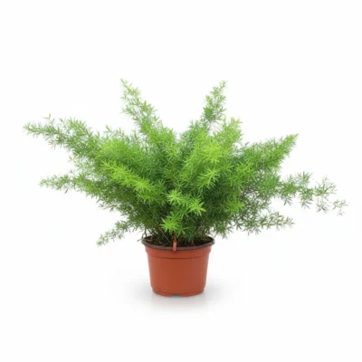 Asparagus Sprengeri – Aspergevaren