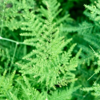 Asparagus setaceus - afbeelding 2