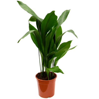 Aspidistra elatior - afbeelding 2
