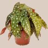 Begonia 'Maculata' 6/tray