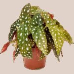 Begonia 'Maculata' 6/tray