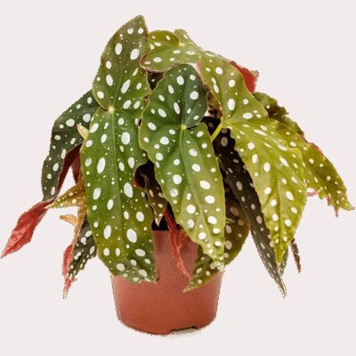 Begonia 'Maculata' 6/tray