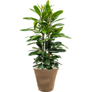 Ficus Overig