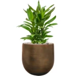 Cordyline Glauca in Esra - Potplant