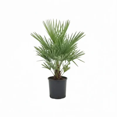 Chamaerops ‘Compacta’ - Dwergpalm - 45