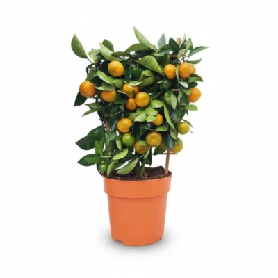 Citrusboom – microcarpa – calamondin rekvorm kopen bij Plantscount