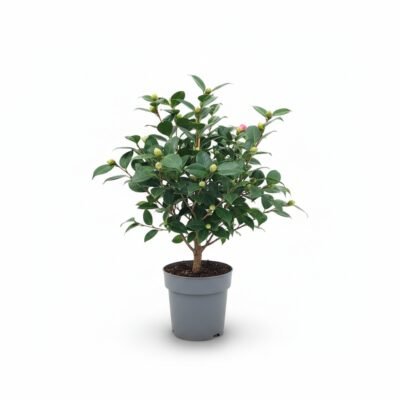 Camellia japonica - Stam - 60