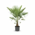 Chamaerops humilis - Dwergpalm