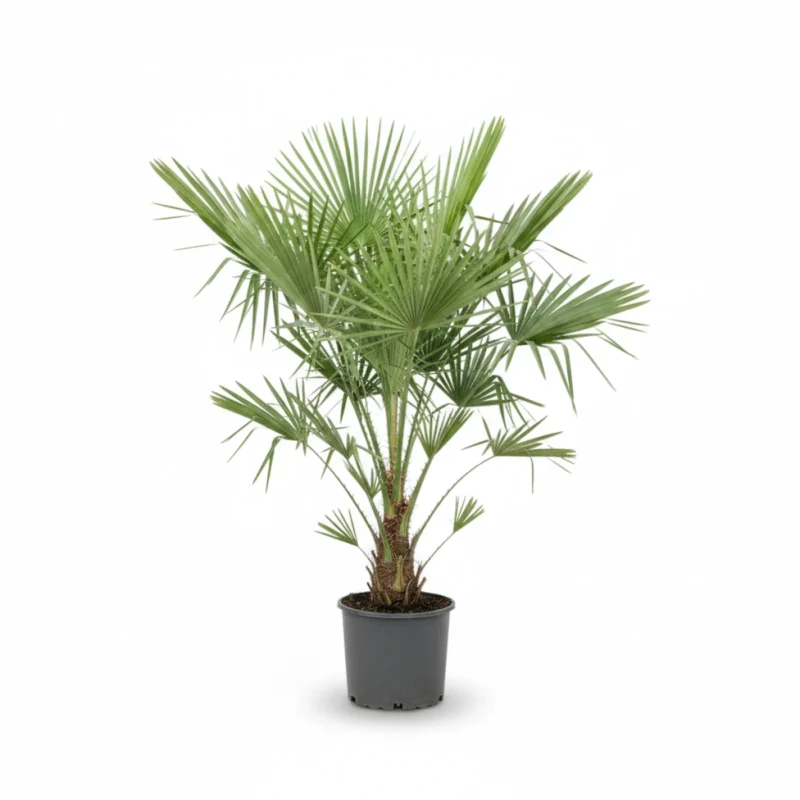 Chamaerops humilis - Dwergpalm