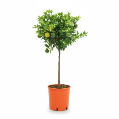 Citrusboom – myrtifolia – chinotto op stam kopen bij Plantscount