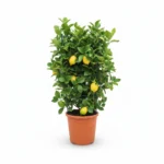 Citrus limon – citroenboom rekvorm