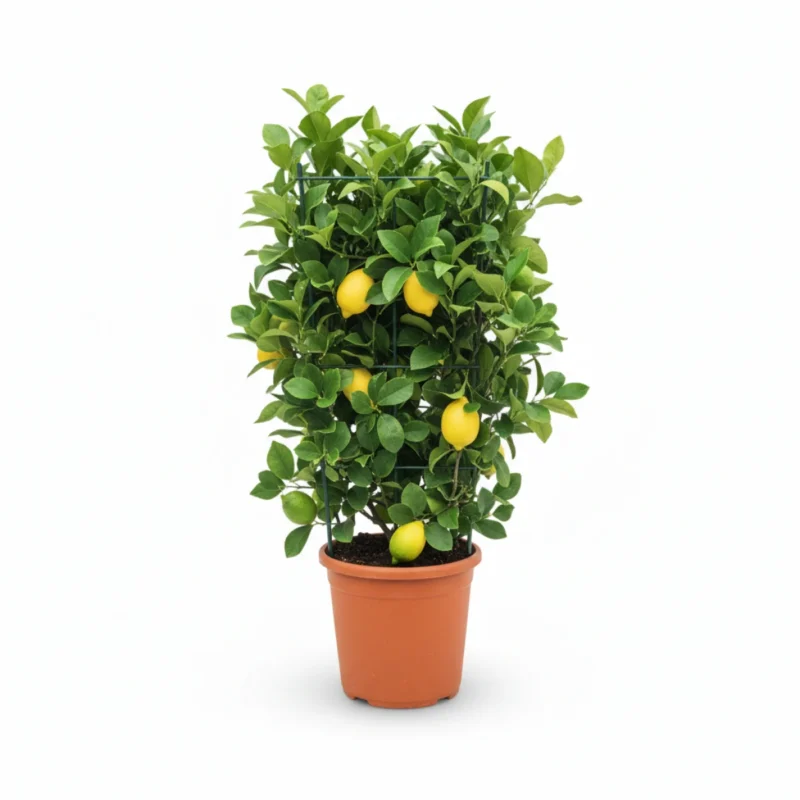 Citrus limon – citroenboom rekvorm