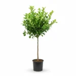 Citrus limon – citroenboom op stam