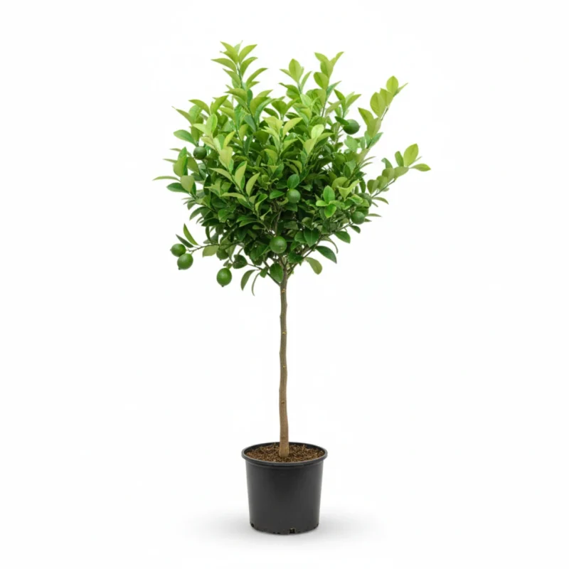 Citrus limon – citroenboom op stam