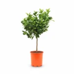 Citrus × microcarpa ‘Arcobal’ – calamondin op stam