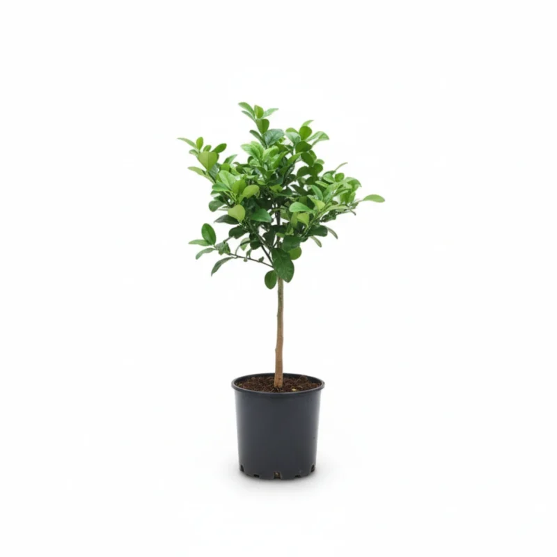 Citrus hystrix – kaffir lime op stam