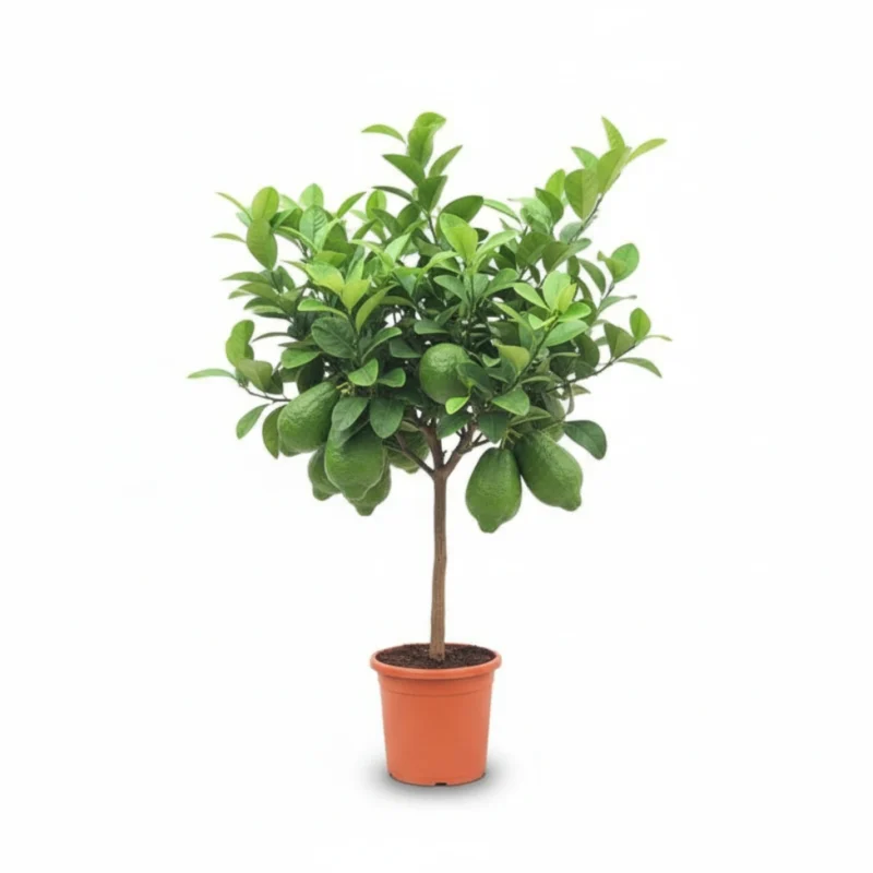 Citrus medica – cidro op stam