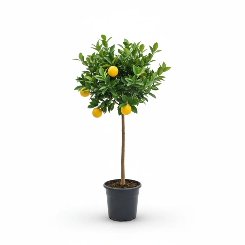 Citrus × junos – Yuzu citrus op stam