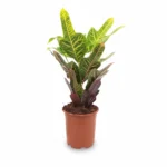 Codiaeum Wonderboom ‘Excellent’