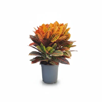 Croton Wonderboom – ‘Petra’ kopen bij Plantscount