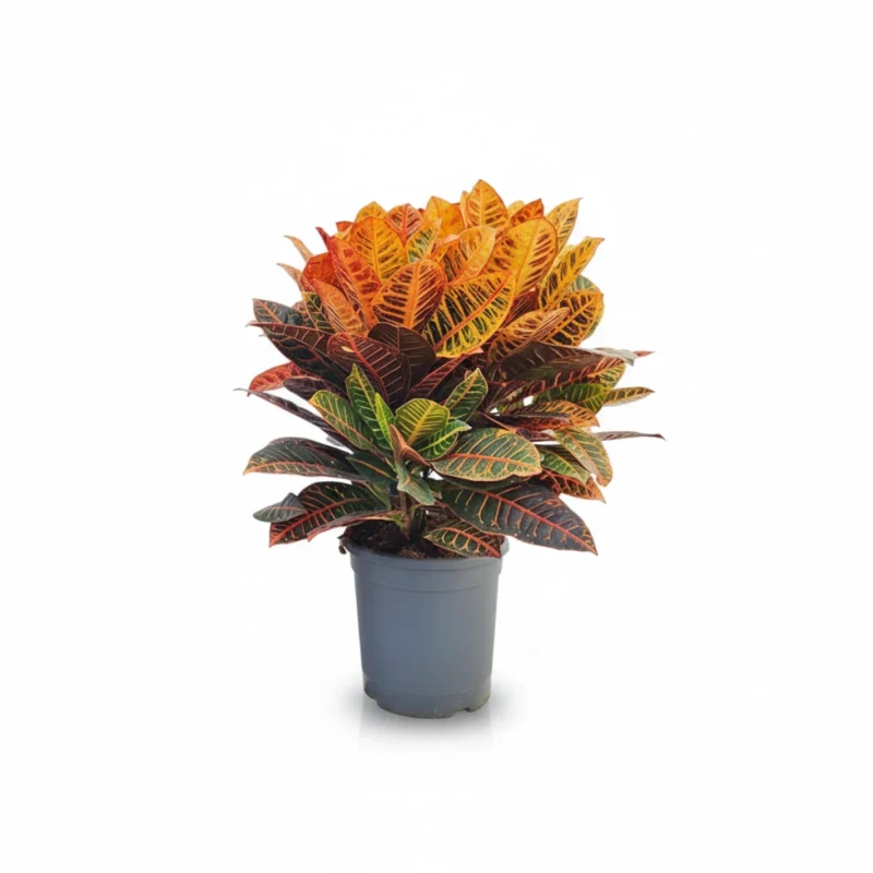 Croton Wonderboom – ‘Petra’ kopen bij Plantscount