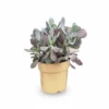 Cotyledon ‘Karoo’ – vetplant
