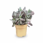 Cotyledon ‘Karoo’ – vetplant