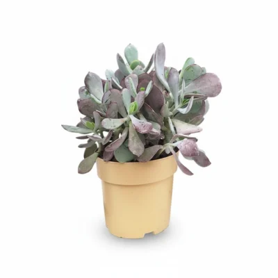 Cotyledon ‘Karoo’ – vetplant