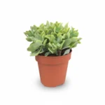 Crassula Arborescens Blue Hale