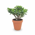 Crassula ovata in terracotta sierpot – Geldboom – 50 cm