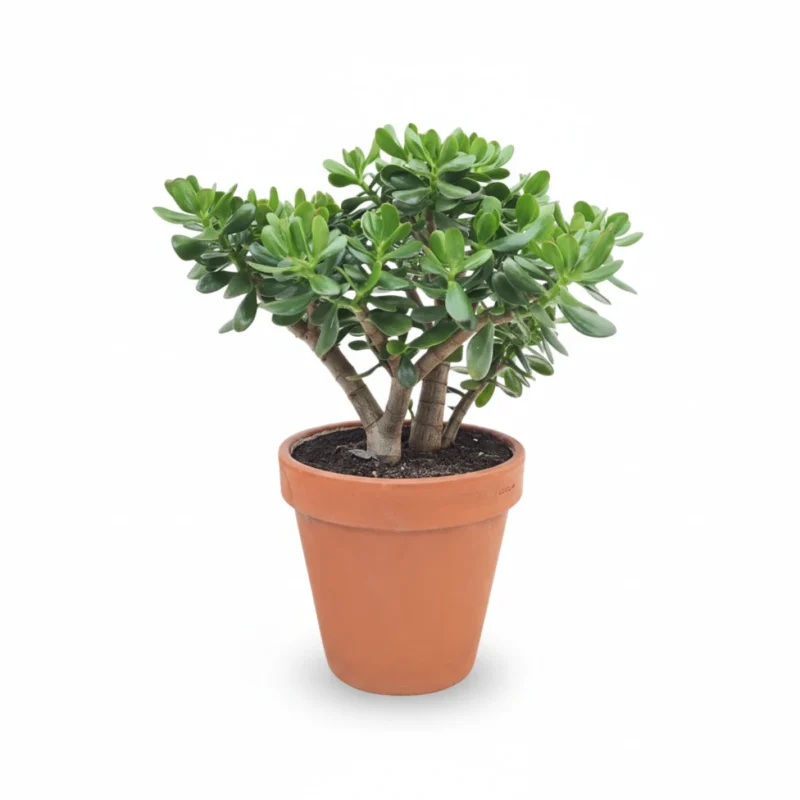 Crassula ovata in terracotta sierpot – Geldboom – 50 cm kopen bij Plantscount
