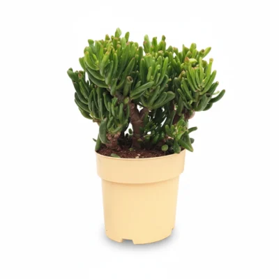 Crassula ovata Hobbit - 17 / 35