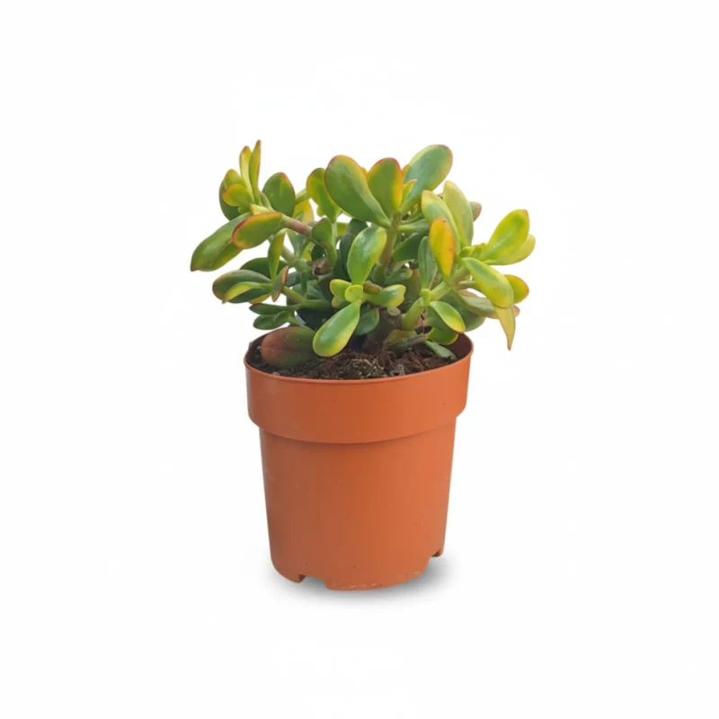 Geldboom – Sunset kopen bij Plantscount