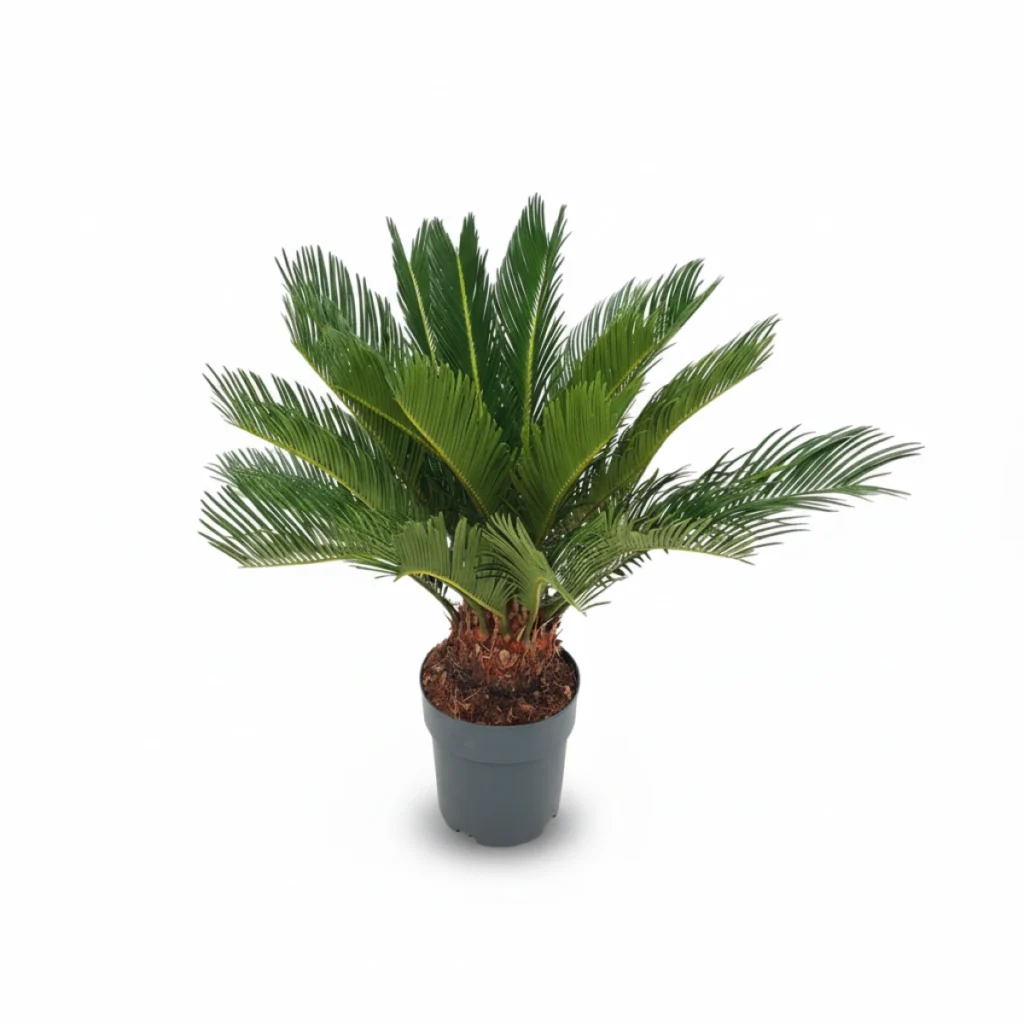 Cycas Revoluta kopen bij Plantscount
