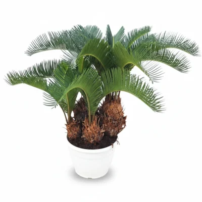 Sagopalm – Sago palm in schaal