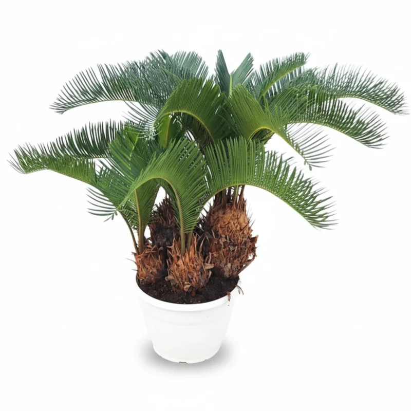 Sagopalm – Sago palm in schaal kopen bij Plantscount