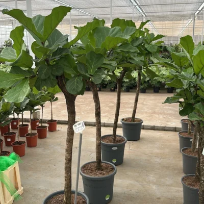 Vioolbladplant (Ficus lyrata) - afbeelding 2