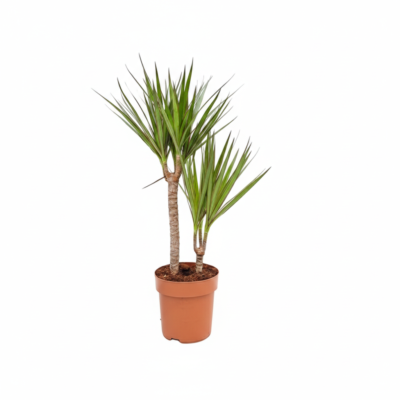 Dracaena marginata - 70
