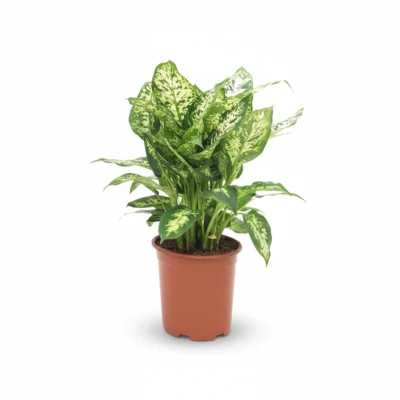 Dieffenbachia seguine ‘Camilla’
