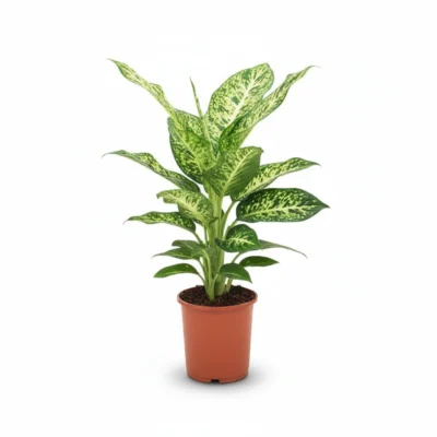 Dieffenbachia ‘Mars’